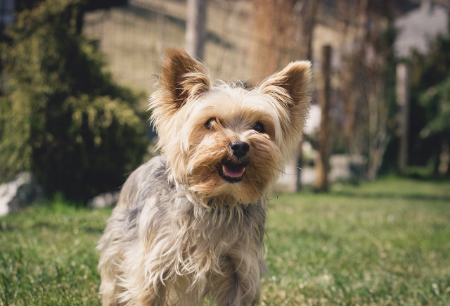 The Ultimate Guide to Finding a Yorkie for Sale: What You Need to Know