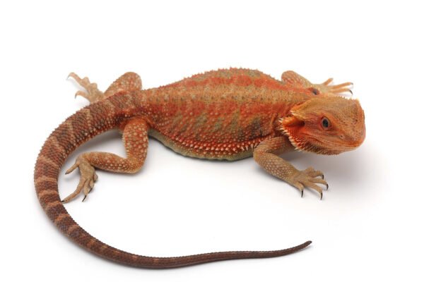 10 Tips for Finding the Best Reptiles for Sale