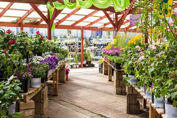 Top 5 Strategies for Launching a Successful Home Garden Nursery