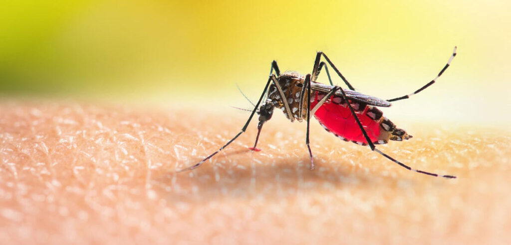 Protecting Yourself from Mosquito Stings: Tips and Strategies