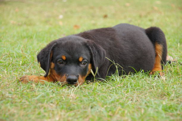 Finding Rottweiler Puppies Near Me: Tips for a Successful Purchase