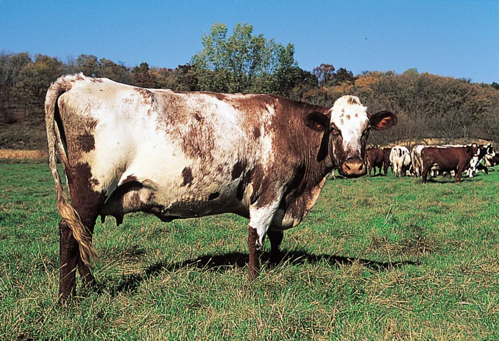 Shorthorn Milk: Exploring Its Rich Taste and Nutritional Advantages