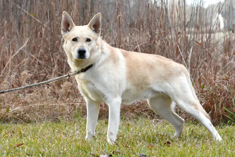 German Shepherd Golden Retriever Mix for Sale: Everything You Need to Know Before Buying
