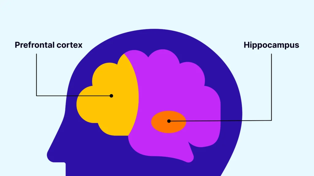 Working memory explained simply: why you forget what you just read