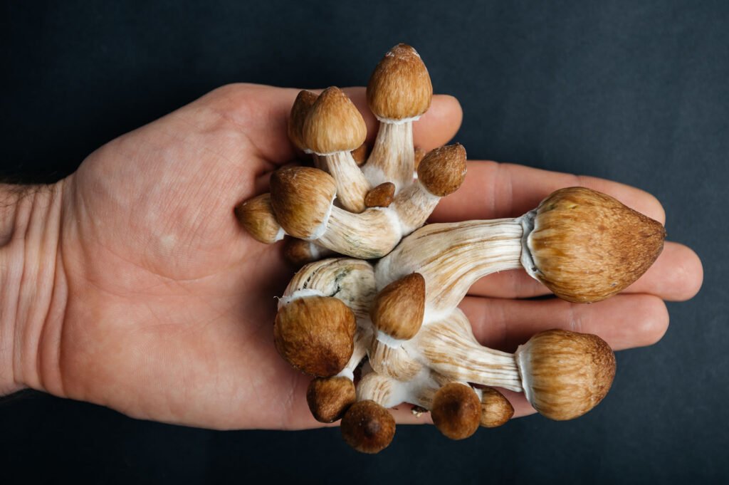 Exploring the Growing Interest in Buy Magic Shrooms Canada